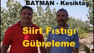 Batman Beşiri - Siirt Fıstığı Gübreleme - Fıstıkta Tutum Sorunları