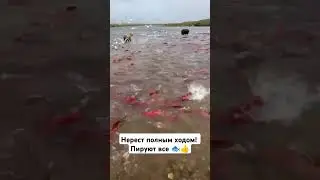 Нерест у горбуши полным ходом! Пируют медведи, и чайки не отстают🐟👍 