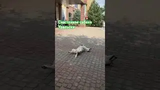 Счастливая собака Уральска 