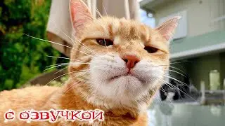 Приколы с котами! С ОЗВУЧКОЙ! СМЕШНЫЕ КОТЫ! Смешные Животные!  - ДО СЛЁЗ!