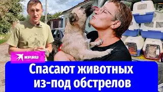 В Курской области спасают брошенных питомцев: репортаж Григория Кубатьяна