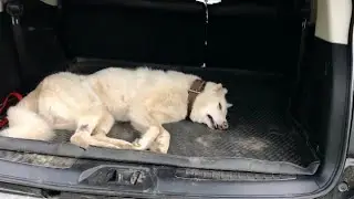 Он не должен был сегодня умереть. Западносибирская лайка СИНАЙ