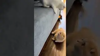 kitten Trying to Climb to Couch 🛋️ | Beautiful Cats | Humpty Hobbies