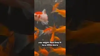 What is a “Feeder” Goldfish?