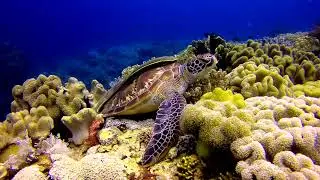 Scuba Diving with turtles in Anda, Bohol, PH 2018