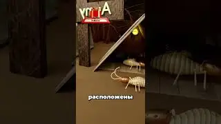 Почему термиты добровольно жертвуют собой???