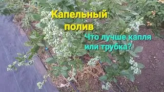 Капельный полив голубики. Какие плюсы, какие минусы.