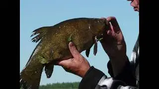 🐟 КЛИП НА ПЕСНЮ ПРО РЫБАЛКУ  