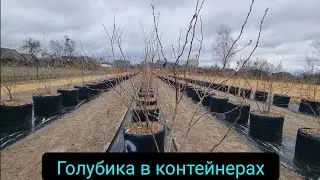 ГОЛУБИКУ В КОНТЕЙНЕРАХ / КАК ВЫРАСТИТЬ ГОЛУБИКУ В КОНТЕЙНЕРАХ
