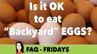 FAQ Friday: Is it OK for Vegans to Eat Eggs from Backyard Chickens?