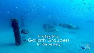 Protecting Goliath Groupers In Perpetuity