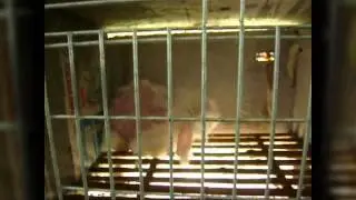 EXPOSED: The Agony Behind Angora