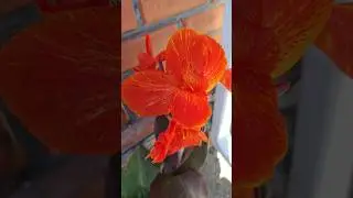доброе утро из  сада 14.07.24 
