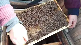 100% зимовка пчёл!