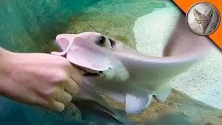 Stingray Feeding Time!