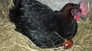 НАШИ СУПЕР НЕСУШКИ КОТОРЫЕ ЗАВАЛЯТ ЯЙЦАМИ! КАКИЕ КУРЫ ЛУЧШЕ ВСЕГО? НОВАЯ ПОРОДА КУР ДЛЯ ДВОРА