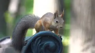 Две белки. Короткая зарисовка / Two squirrels. A short sketch