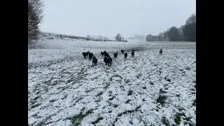 Abbruchsignal bei hoher Energie des Hundes