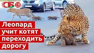 Леопард учит котят переходить дорогу