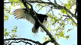 Turkey Vultures at Portland Community College