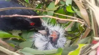 Greater coucal birds Feed the baby in the nest ( 4) Beautiful baby birds 