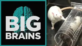 The Science of Empathy, with Peggy Mason - Big Brains Podcast