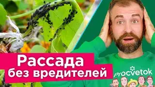 СПАСАЕМ РАССАДУ ОТ ВСЕХ ВРЕДИТЕЛЕЙ! Один препарат от трипсов, паутинного клеща, тли, белокрылки и др
