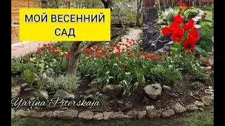 Мой весенний сад.Обзор.