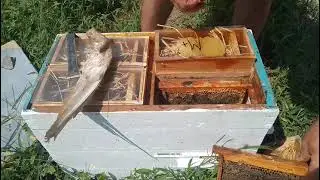Качка и обзор племенной пчелосемьи. Часть 2 ( продолжаем обзор пчелосемей )
