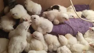 ВЫ ДОЛЖНЫ ЭТО ВИДЕТЬ! САМАЯ ЛУЧШАЯ МОДЕЛЬ ИНКУБАТОРА! ЦЫПЛЯТ БУДЕТ ВАЛОМ! ТЕПЛУША! ЧЕСТНЫЙ ОТЗЫВ