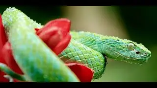 VMware Horizon Blast 4K(scaled) | 1080P  vs  Citrix HDX 4K(scaled) | 1080P - W10 Insider-Prev 20231