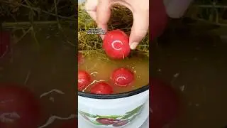 Квашеные помидоры как из бочки по деревенски. Рецепт от Алёны Краснодар #рецепт #рецепты