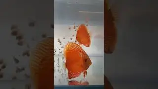 дискусы - дафния живая