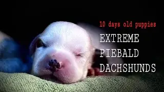 10 days old piebald dachshund puppies | extreme piebald | white dachshunds | rare dachshund color