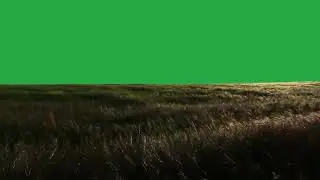 dry grass moving in the wind green screen