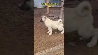 World’s Most Dangerous Dog Breed puppy 👹 