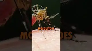 The Mosquitos are carrying deadly virus! 