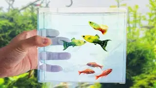 The ONE Universal Aquarium Tool that Everyone Needs