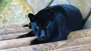 Black Panther at the Zoo