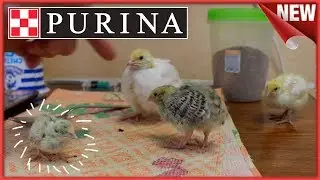 Комбикорм 