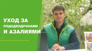 Уход за рододендронами и азалиями FullHD