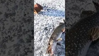 Крупная щука на живца....