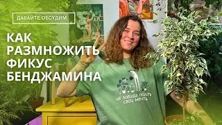 Как размножить фикус Бенджамина