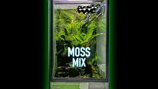 HUGE VIVARIUM UPGRADE - MOSS MIX!! 