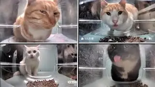 Algo terrible está pasando con los gatos de estas imágenes