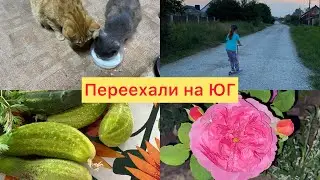 Купили дом🏠2️⃣3️⃣8️⃣Тень для огурцов ✅Ёжик приходил✅Жара на юге✅Наша фазенда ✅