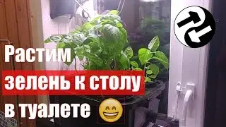 Гидропоника своими руками. Первый опыт
