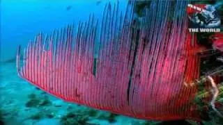 Scuba diving in Koh Phi Phi. Underwater Thailand video tour: cuttlefish, seahorse, ghost pipefish