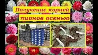 Пионы : лучшие сорта от фирм: «Peony Shop», «Warmerdam” и др.питомников из Европы, вид и качество