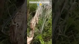 Вода падает и открываются брошенные рыбацкие сети! Сколько рыбы погубили🐟😯 